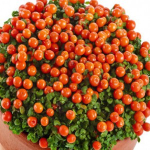 Nertera Astrid — plante et accessoire de jardin à Marrakech