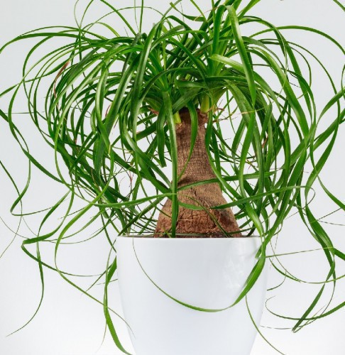 Nolina Recurvata — plante et accessoire de jardin à Marrakech
