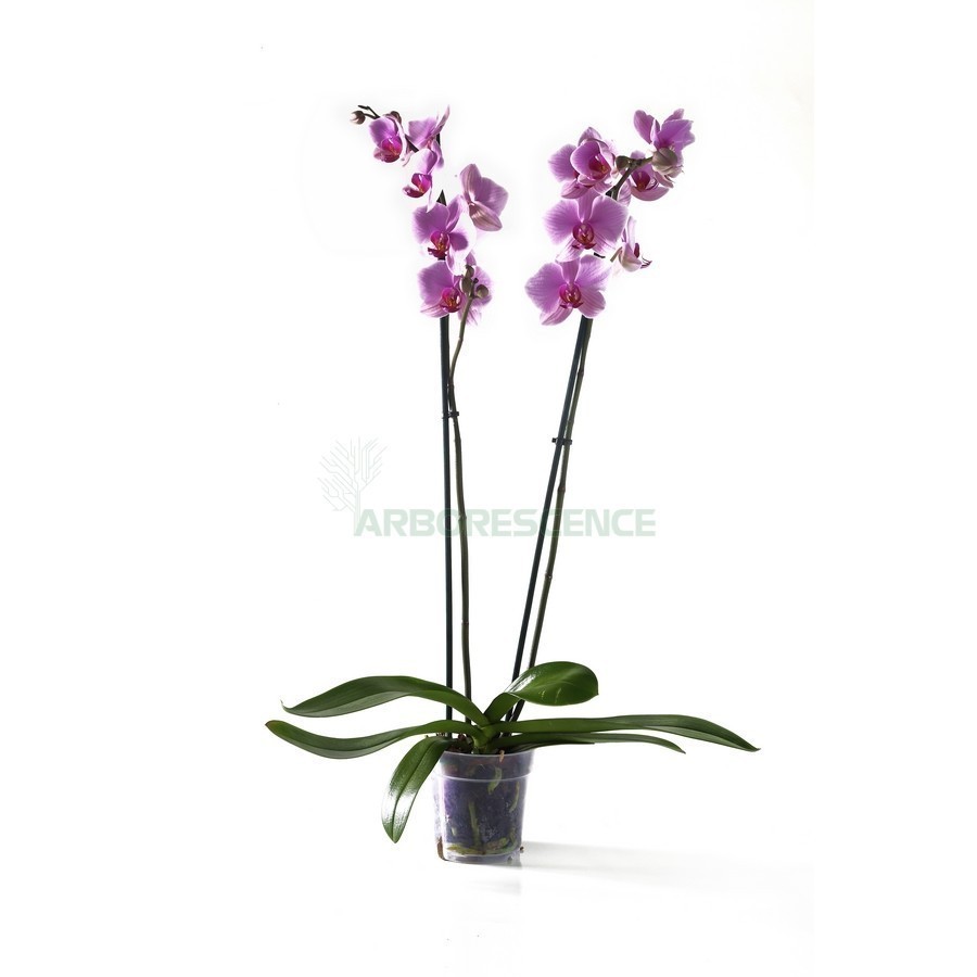 Orchidee Phalaenopsis — plante et accessoire de jardin à Marrakech