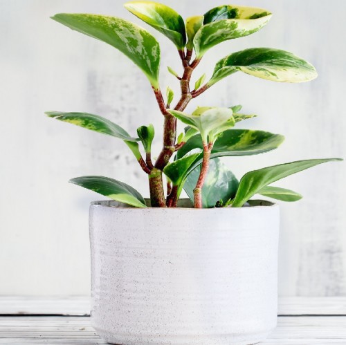 Peperomia Prostrata — plante et accessoire de jardin à Marrakech