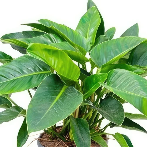 Philodendron Green — plante et accessoire de jardin à Marrakech