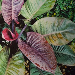 Philodendron Imperial Red - Green — plante et accessoire de jardin à Marrakech