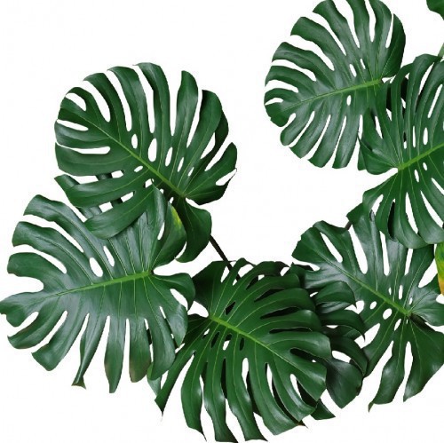 Philodendron Monstera — plante et accessoire de jardin à Marrakech