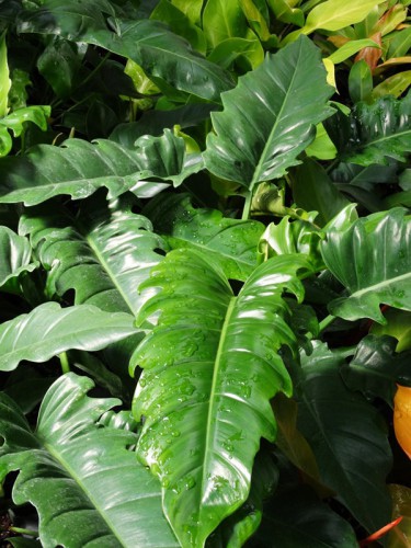 Philodendron Narrow — plante et accessoire de jardin à Marrakech