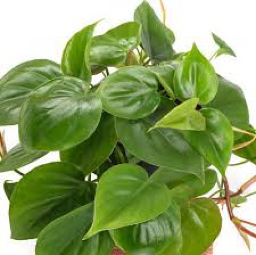 Philodendron Scandens — plante et accessoire de jardin à Marrakech