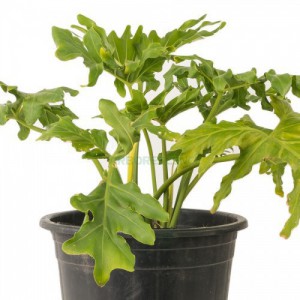 Philodendron Selloum — plante et accessoire de jardin à Marrakech
