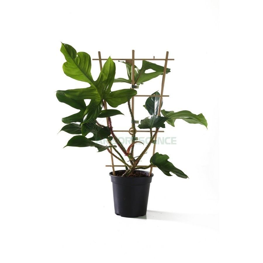 Philodendron Squamiferum — plante et accessoire de jardin à Marrakech