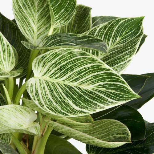 Philodendron White Wave — plante et accessoire de jardin à Marrakech