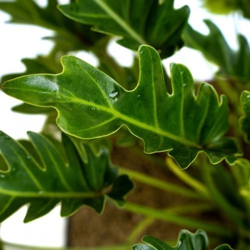 Philodendron Xanadu — plante et accessoire de jardin à Marrakech