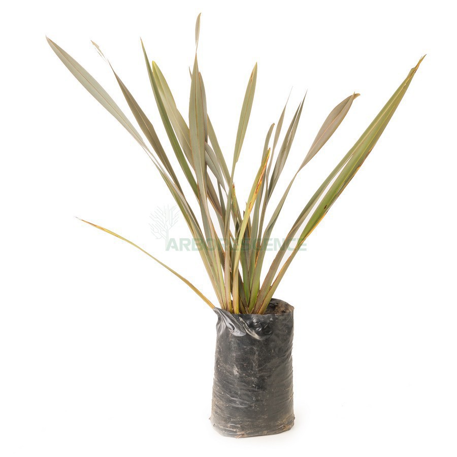 Phormium Tenax — plante et accessoire de jardin à Marrakech