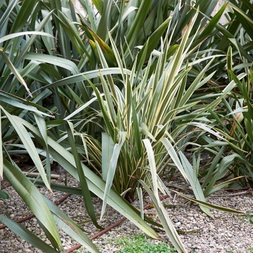 Phormium Tenax Variegata — plante et accessoire de jardin à Marrakech