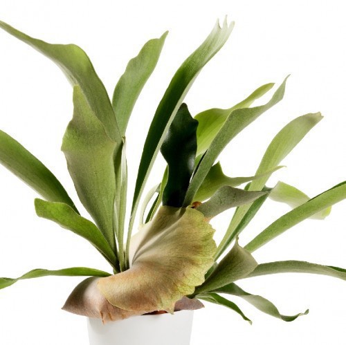 Platycerium Bifurcatum — plante et accessoire de jardin à Marrakech