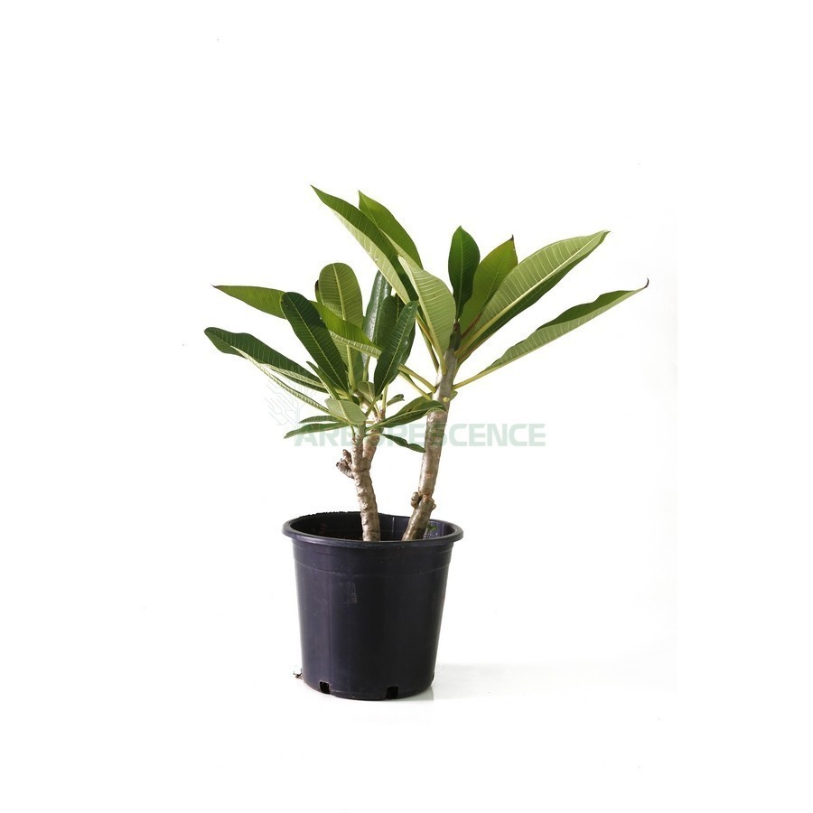Plumeria Alba (Frangipanier) — plante et accessoire de jardin à Marrakech