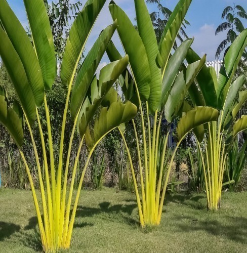 Ravenala Madagascariensis (Arbre Du Voyageur) — plante et accessoire de jardin à Marrakech