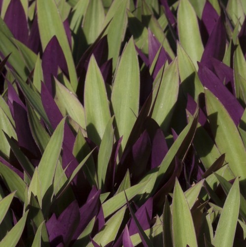 Rhoeo — plante et accessoire de jardin à Marrakech