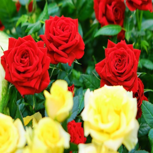 Rosa Centifolia — plante et accessoire de jardin à Marrakech