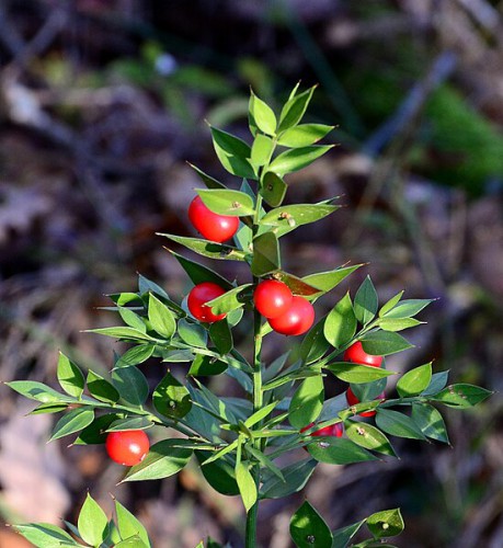 Ruscus — plante et accessoire de jardin à Marrakech