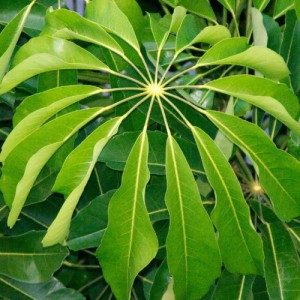 Schefflera Actinophylla — plante et accessoire de jardin à Marrakech
