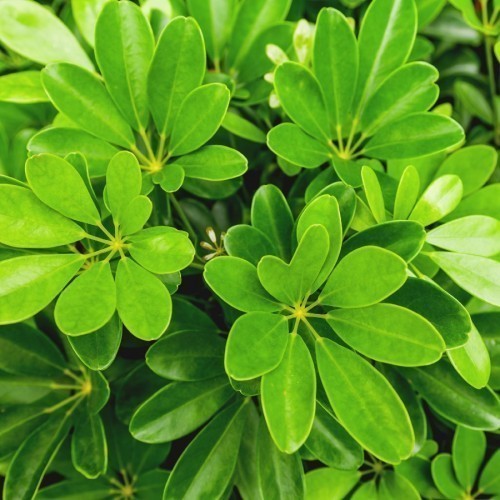 Schefflera Arboricola — plante et accessoire de jardin à Marrakech