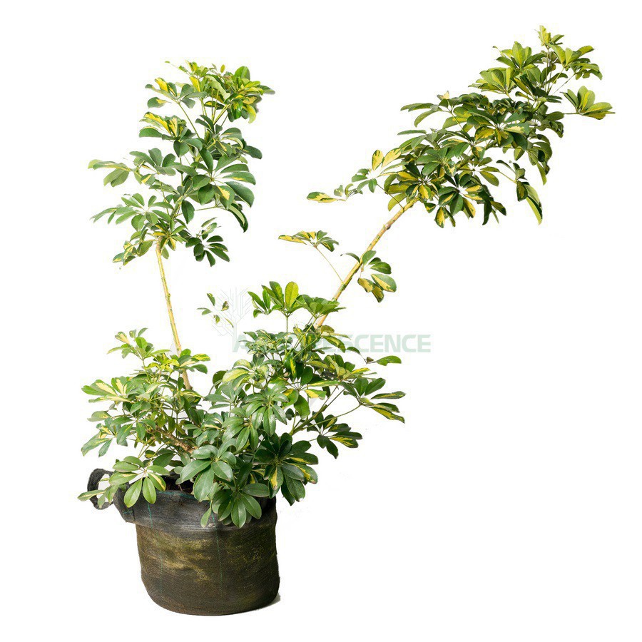 Schefflera Arboricola (Boule) — plante et accessoire de jardin à Marrakech