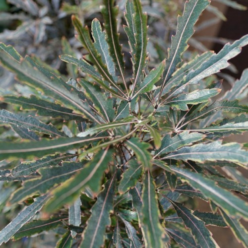 Schefflera Elegantissima (Faux Aralia) — plante et accessoire de jardin à Marrakech