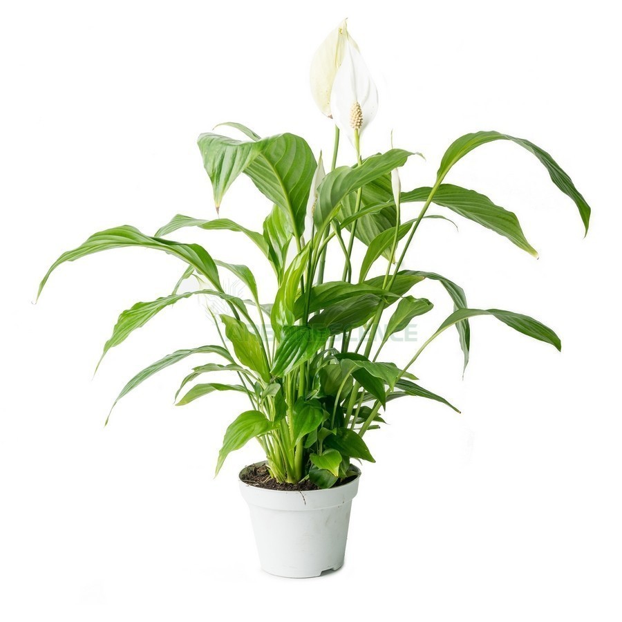 Spathiphyllum &Quot;Sweet Silvio&Quot; — plante et accessoire de jardin à Marrakech