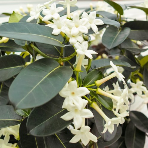 Stephanotis Floribunda (Jasmin De Madagascar) — plante et accessoire de jardin à Marrakech