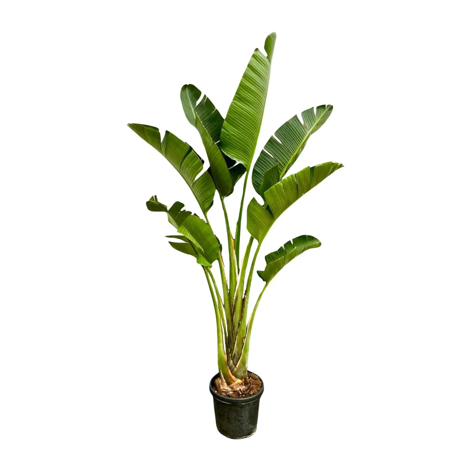 Strelezia Augusta — plante et accessoire de jardin à Marrakech