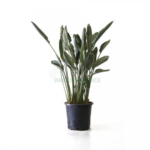 Strelitzia Reginae (Oiseau De Paradis) — plante et accessoire de jardin à Marrakech