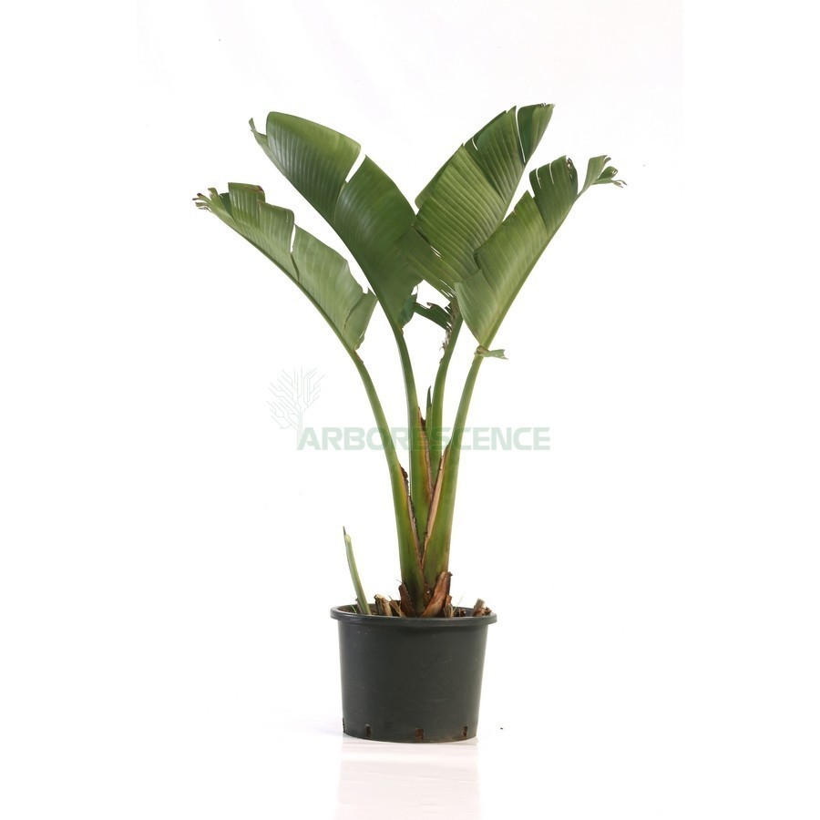 Strelizia Augusta — plante et accessoire de jardin à Marrakech