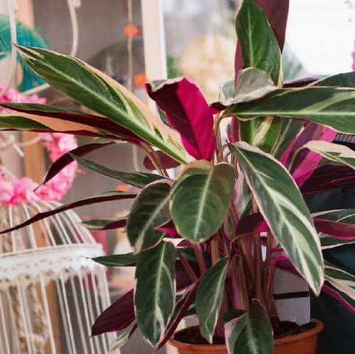 Stromanthe Triostar — plante et accessoire de jardin à Marrakech
