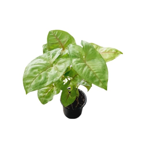Syngonium — plante et accessoire de jardin à Marrakech