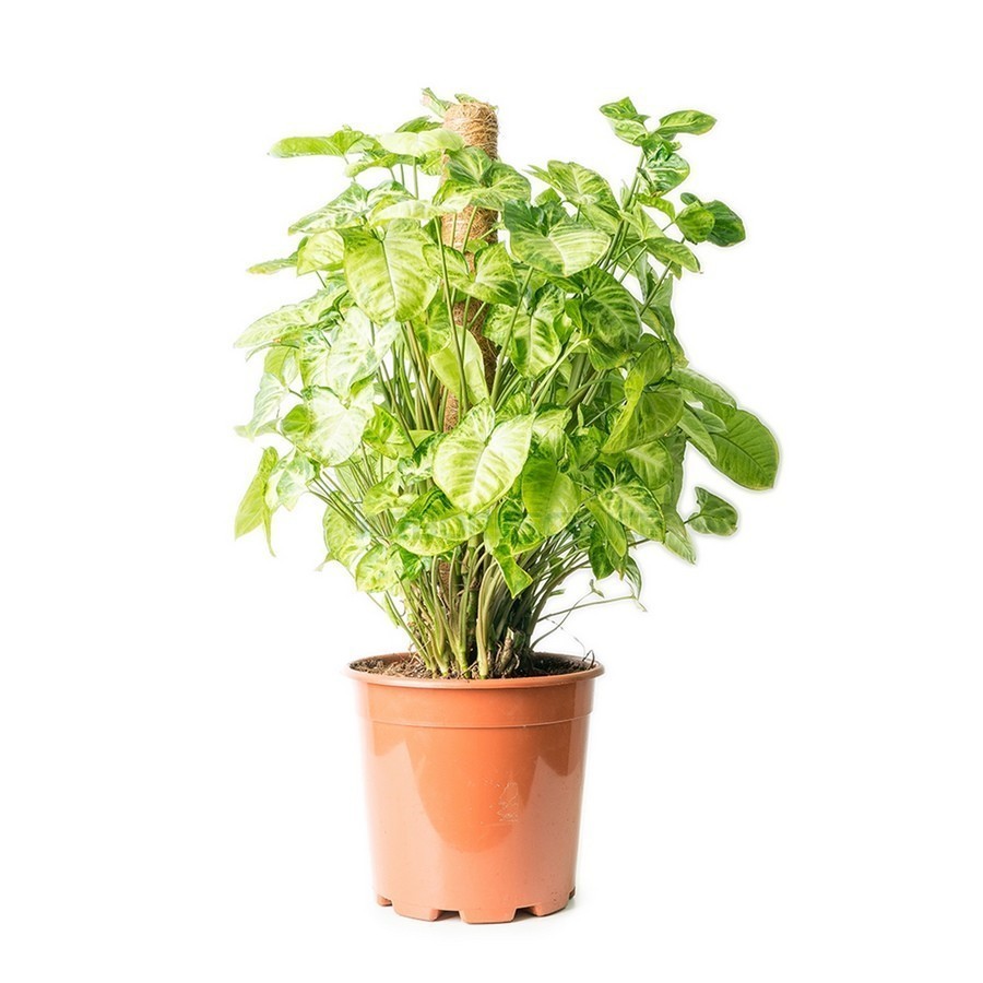 Syngonium Pixie — plante et accessoire de jardin à Marrakech