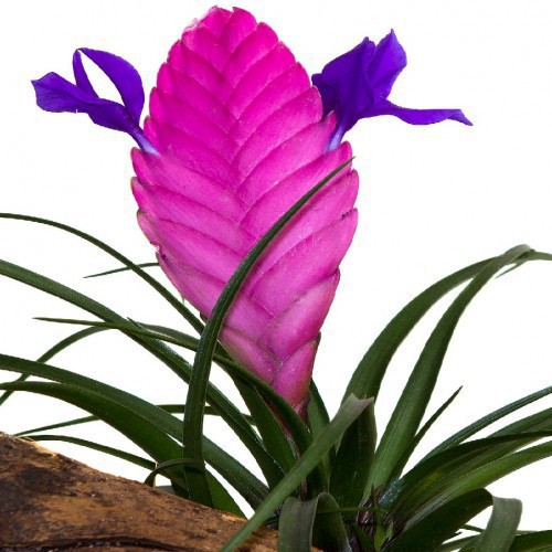 Tillandsia Cyanea Anita — plante et accessoire de jardin à Marrakech