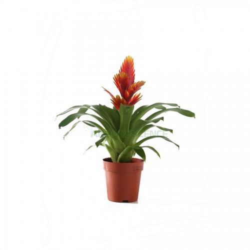 Vriesea Splendens — plante et accessoire de jardin à Marrakech