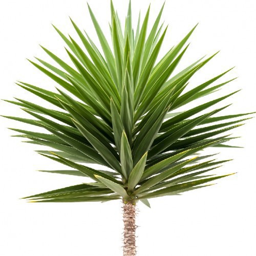 Yucca Aloifolia — plante et accessoire de jardin à Marrakech