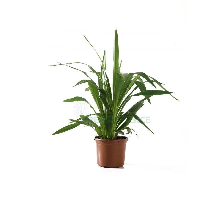 Yucca Elephantipes — plante et accessoire de jardin à Marrakech