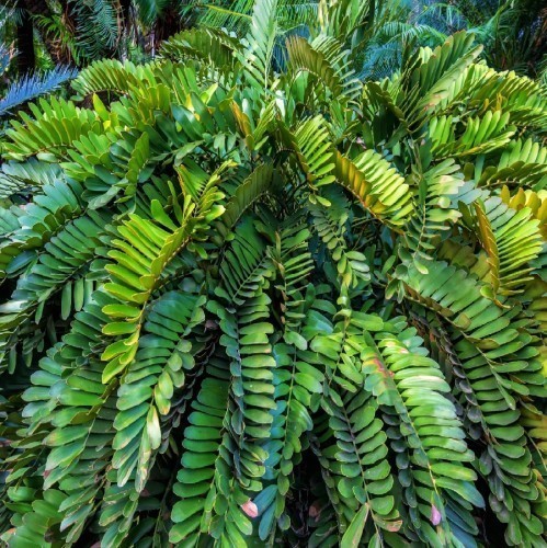 Zamia Furfuracea — plante et accessoire de jardin à Marrakech