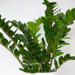 Zamioculcas Zamiifolia — plante et accessoire de jardin à Marrakech