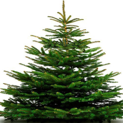 Sapin Nordmann — plante et accessoire de jardin à Marrakech