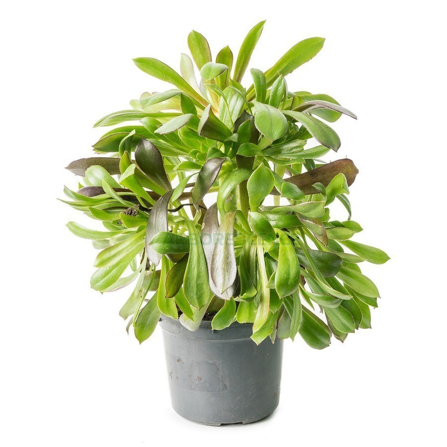 Aeonium Atropurpureum — plante et accessoire de jardin à Marrakech