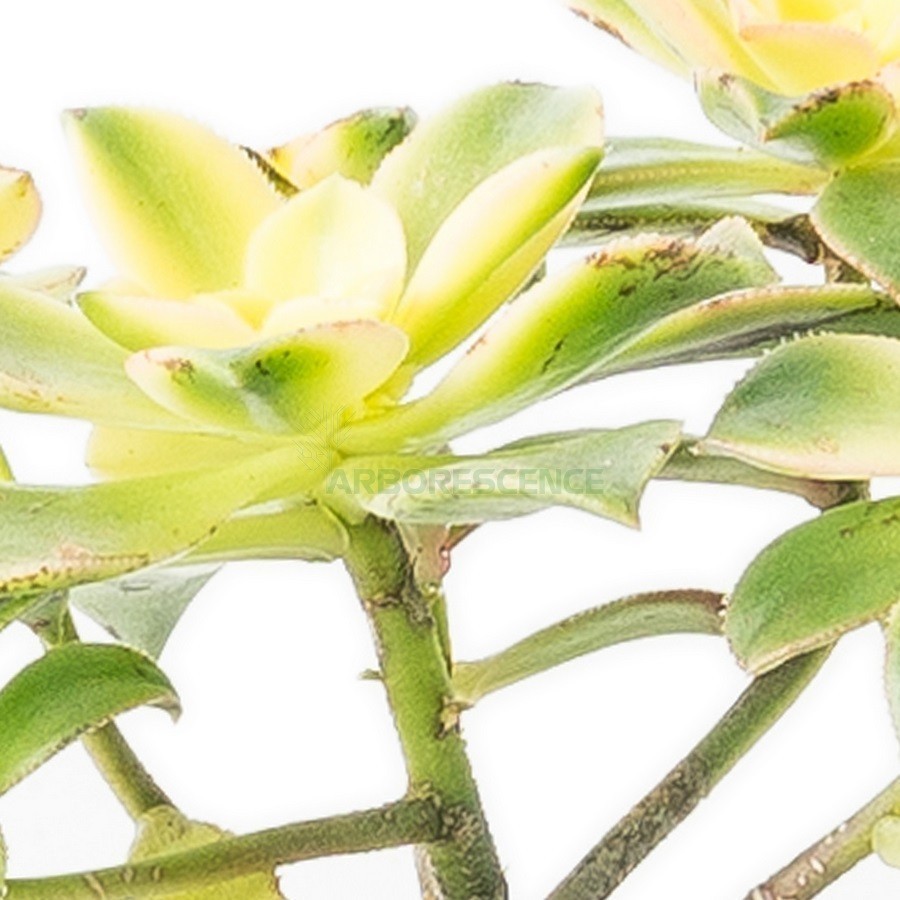 Aeonium Kiwi — plante et accessoire de jardin à Marrakech