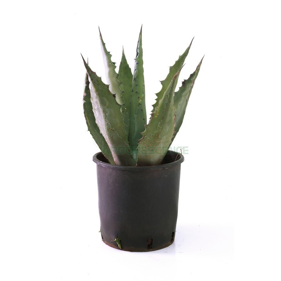 Agave Americana — plante et accessoire de jardin à Marrakech