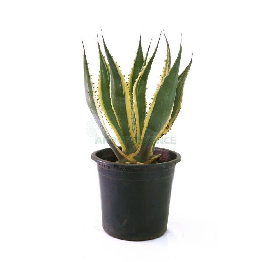 Agave Americana / Variegata — plante et accessoire de jardin à Marrakech