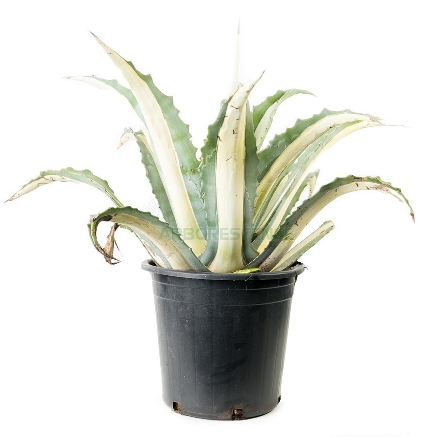 Agave Americana Mediopicta — plante et accessoire de jardin à Marrakech