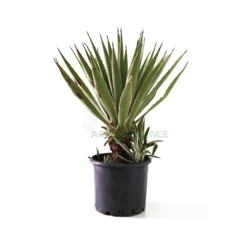 Agave Angustifolia — plante et accessoire de jardin à Marrakech
