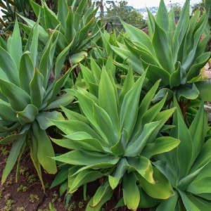 Agave Attenuata — plante et accessoire de jardin à Marrakech