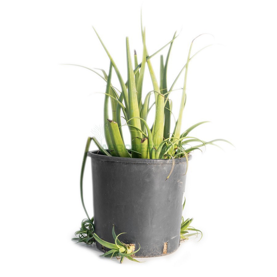 Agave Bracteosa — plante et accessoire de jardin à Marrakech