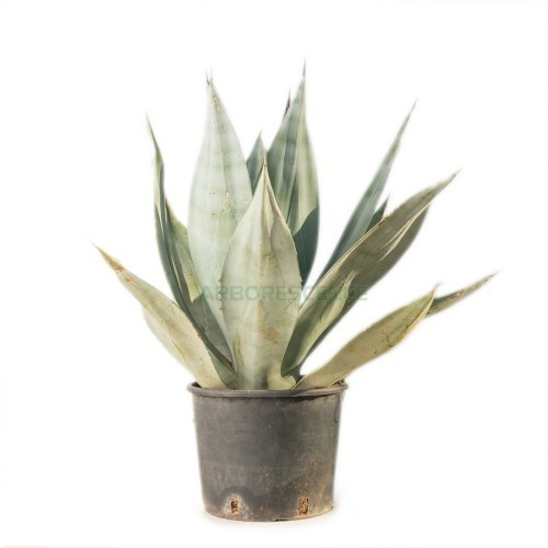 Agave Crassispina — plante et accessoire de jardin à Marrakech