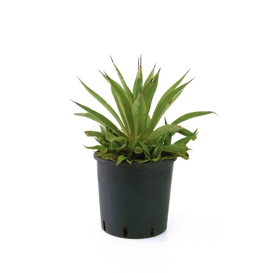 Agave Desmettiana — plante et accessoire de jardin à Marrakech
